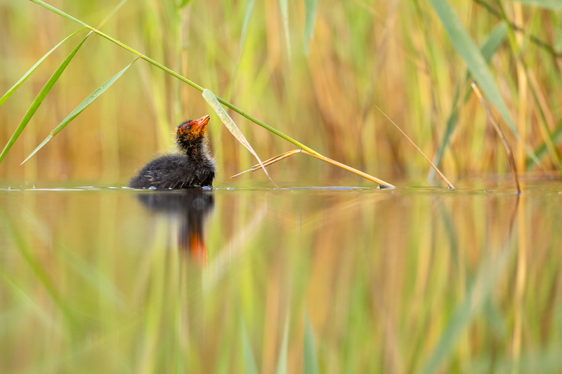 Juveniles Blässhuhn