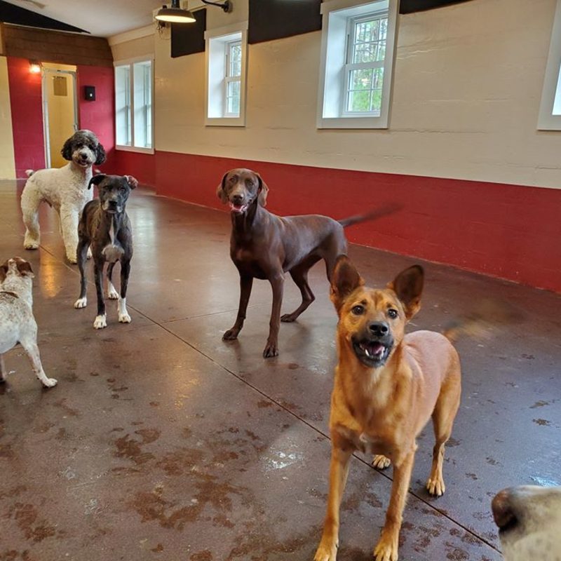 Midtown Pawville Home Pawville